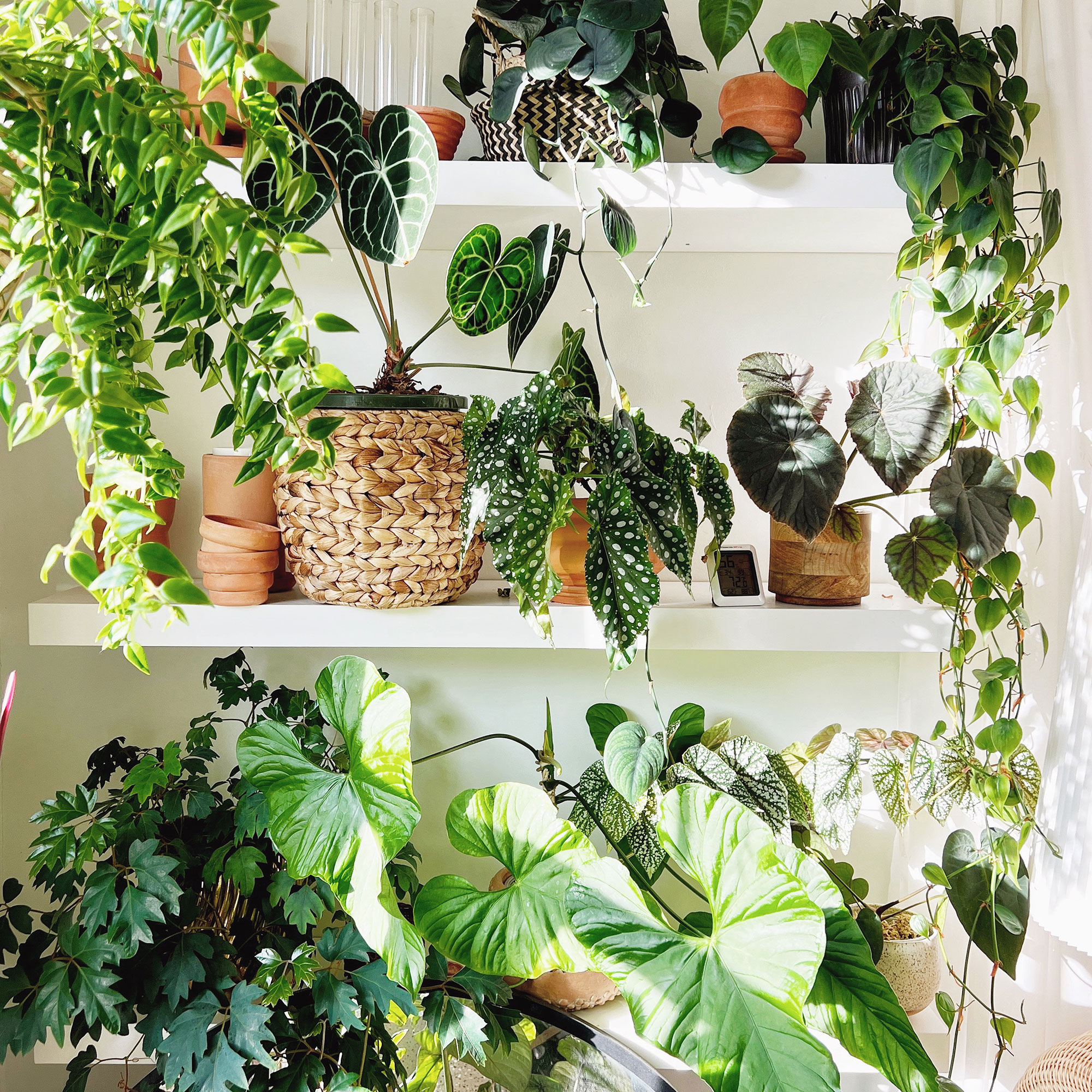 plant shelfie