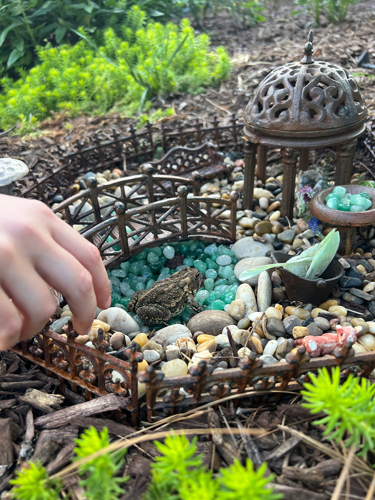 real toad in a fairy garden